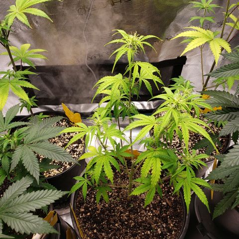 Geloctane  growlog photo: I think a couple of the plants think they're dying so they're flowering 