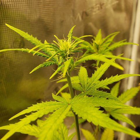 Geloctane  growlog photo: I think a couple of the plants think they're dying so they're flowering 