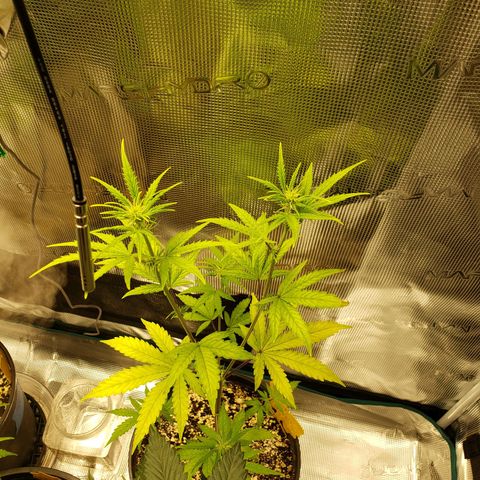Geloctane  growlog photo: I think a couple of the plants think they're dying so they're flowering 