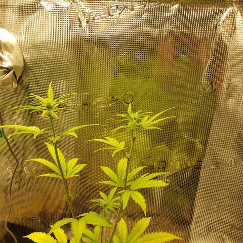 Geloctane  growlog photo: I think a couple of the plants think they're dying so they're flowering 