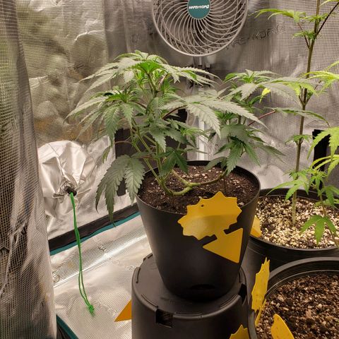 Geloctane  growlog photo: I think a couple of the plants think they're dying so they're flowering 