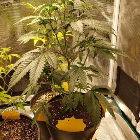Geloctane  growlog photo: I think a couple of the plants think they're dying so they're flowering 