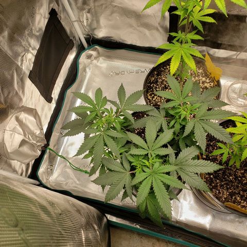 Geloctane  growlog photo: I think a couple of the plants think they're dying so they're flowering 
