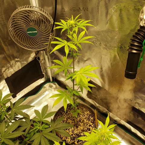 Geloctane  growlog photo: I think a couple of the plants think they're dying so they're flowering 