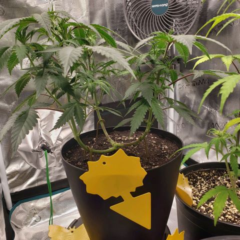 Geloctane  growlog photo: I think a couple of the plants think they're dying so they're flowering 