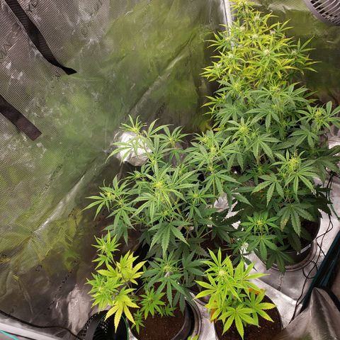 Geloctane  growlog photo: Tent #1 all auto flowers 
