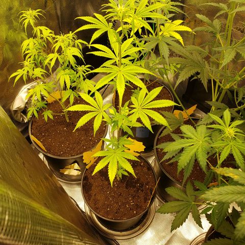 Geloctane  growlog photo: Tent #1 all auto flowers 