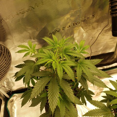 Geloctane  growlog photo: Tent #2 photo periods