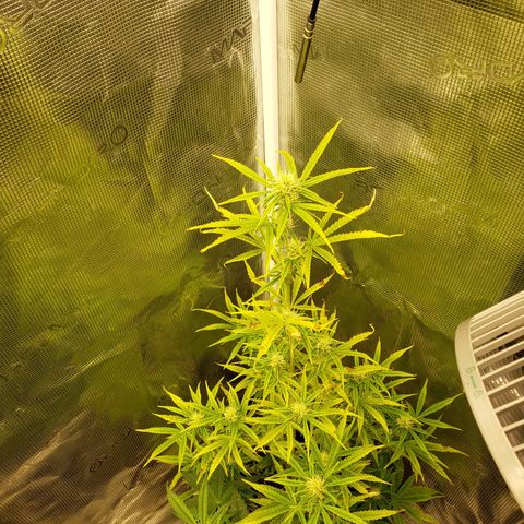 Geloctane  growlog photo: Tent #1 all auto flowers 