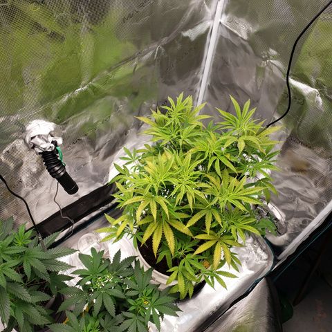 Geloctane  growlog photo: Tent #2 photo periods