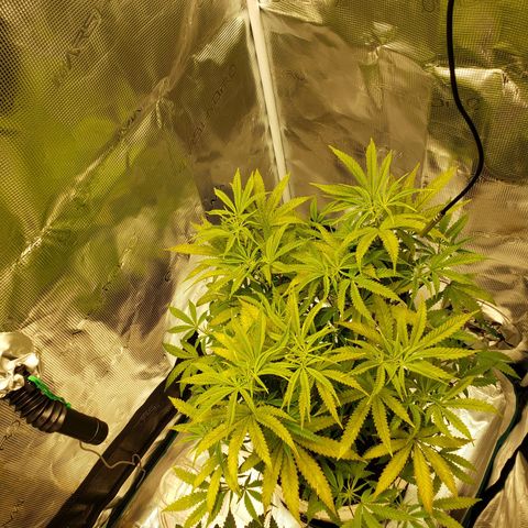 Geloctane  growlog photo: Tent #2 photo periods