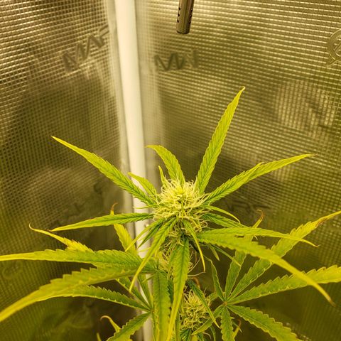 Geloctane  growlog photo: It looks like they took the feeding well