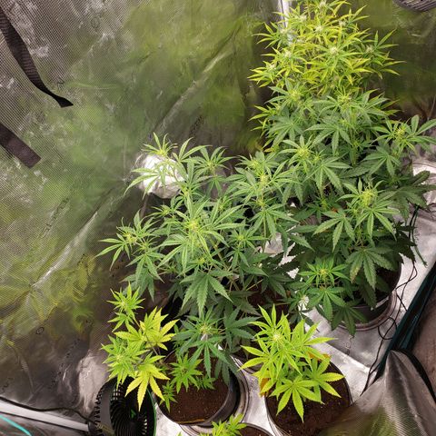Geloctane  growlog photo: Tent #1 all auto flowers 