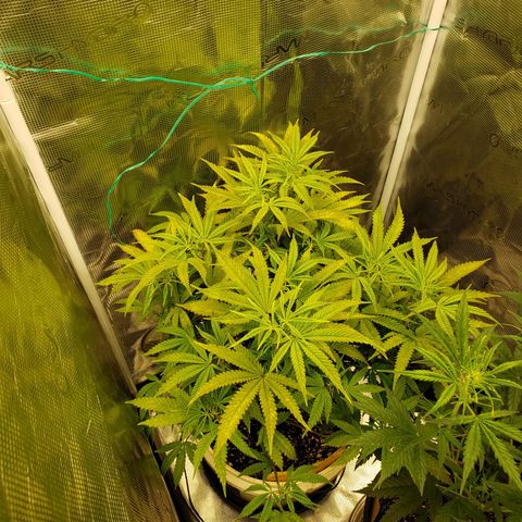 Geloctane  growlog photo: It looks like they took the feeding well