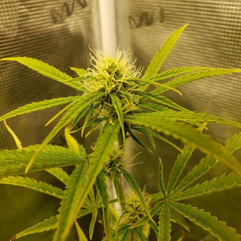 Geloctane  growlog photo: Tent #1 all auto flowers 