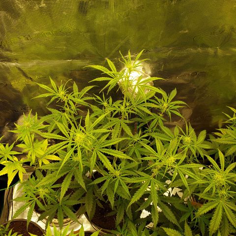 Geloctane  growlog photo: Tent #1 all auto flowers 