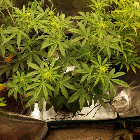Geloctane  growlog photo: Tent #1 all auto flowers 