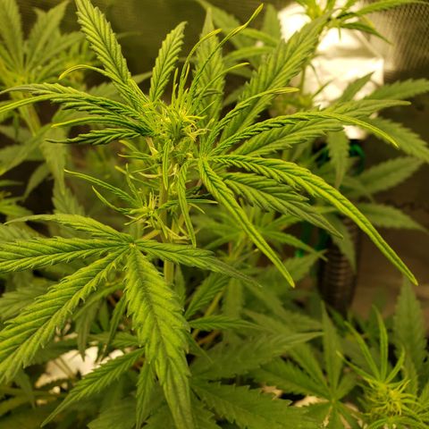 Geloctane  growlog photo: It looks like they took the feeding well