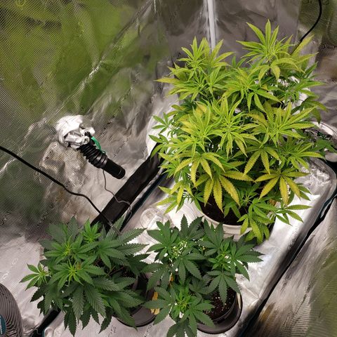 Geloctane  growlog photo: Tent #2 photo periods