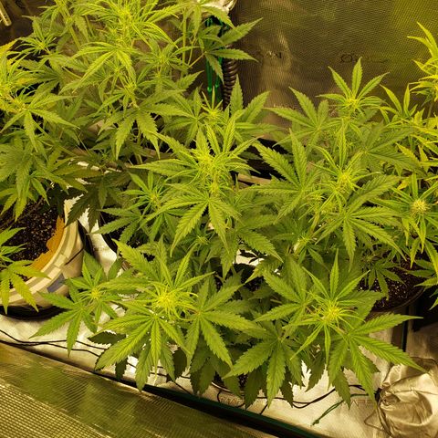 Geloctane  growlog photo: It looks like they took the feeding well