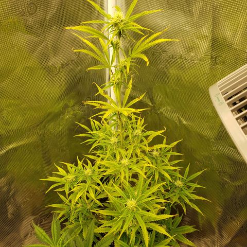 Geloctane  growlog photo: It looks like they took the feeding well