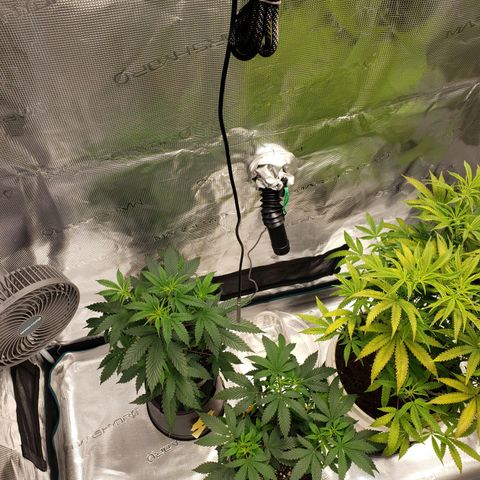 Geloctane  growlog photo: Tent #2 photo periods