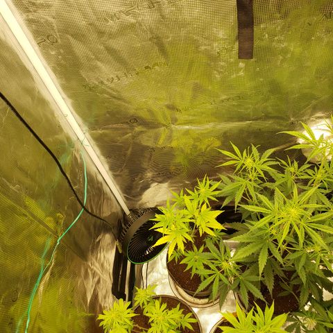 Geloctane  growlog photo: Tent #1 all auto flowers 