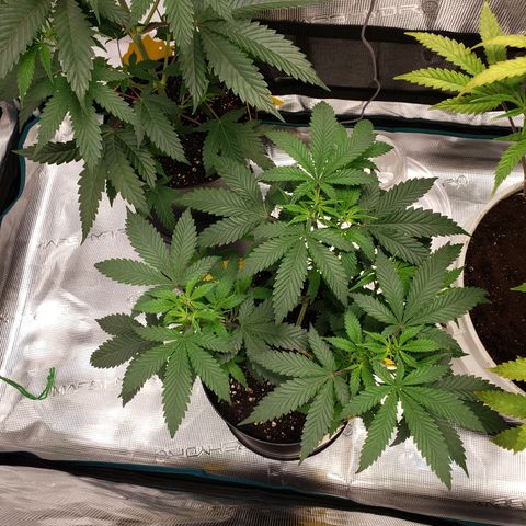 Geloctane  growlog photo: Tent #2 photo periods