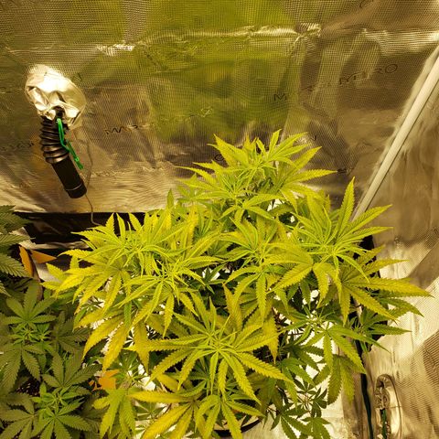 Geloctane  growlog photo: Tent #2 photo periods