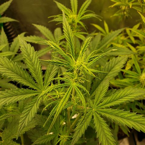 Geloctane  growlog photo: It looks like they took the feeding well