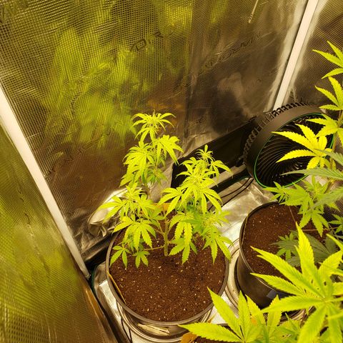 Geloctane  growlog photo: Tent #1 all auto flowers 