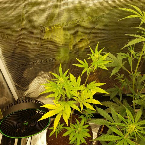 Geloctane  growlog photo: Tent #1 all auto flowers 