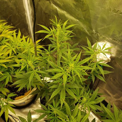 Geloctane  growlog photo: It looks like they took the feeding well