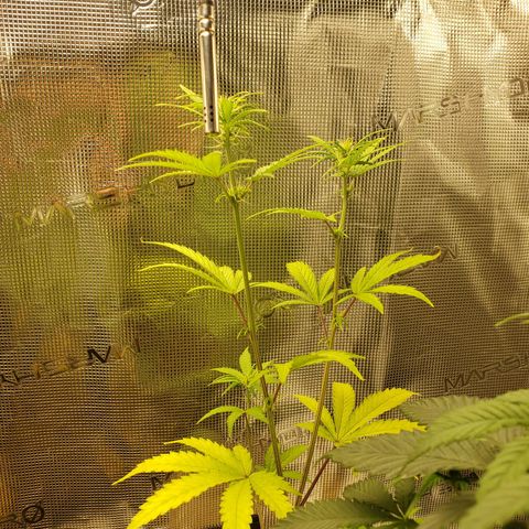 Geloctane  growlog photo: I think a couple of the plants think they're dying so they're flowering 