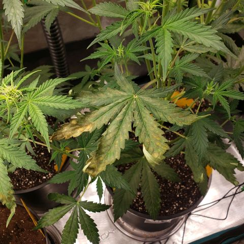 Geloctane  growlog photo: Plants are looking bad ph issues pretty sure 