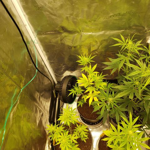 Geloctane  growlog photo: Plants are looking bad ph issues pretty sure 