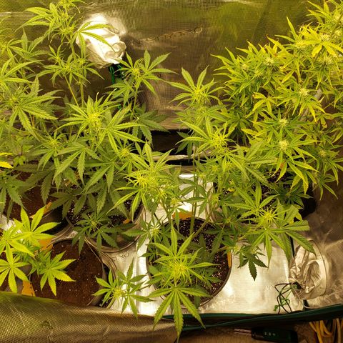 Geloctane  growlog photo: Plants are looking bad ph issues pretty sure 