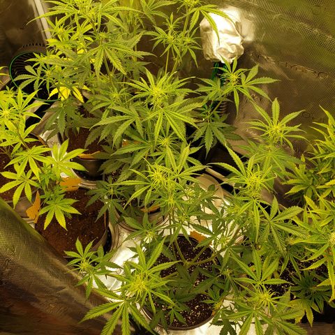 Geloctane  growlog photo: Plants are looking bad ph issues pretty sure 