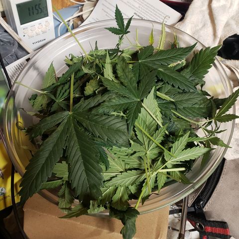 Geloctane  growlog photo: Plants are looking bad ph issues pretty sure 