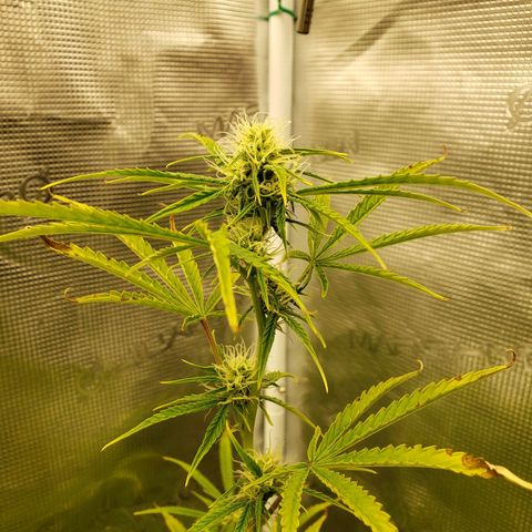 Geloctane  growlog photo: Plants are looking bad ph issues pretty sure 