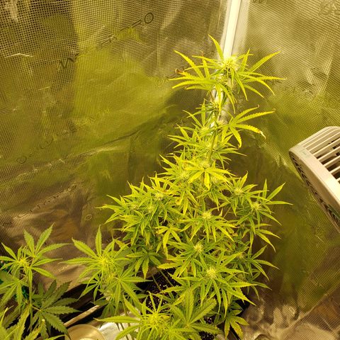 Geloctane  growlog photo: Plants are looking bad ph issues pretty sure 