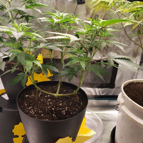 Geloctane  growlog photo: Trying trellis netting 