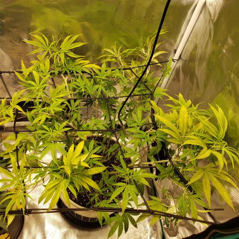 Geloctane  growlog photo: Trying trellis netting 