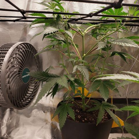 Geloctane  growlog photo: Trying trellis netting 
