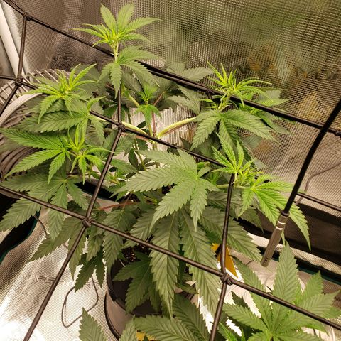 Geloctane  growlog photo: Trying trellis netting 