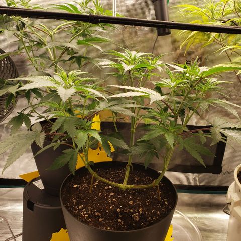 Geloctane  growlog photo: Trying trellis netting 