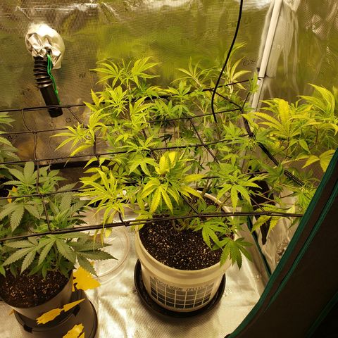 Geloctane  growlog photo: Trying trellis netting 