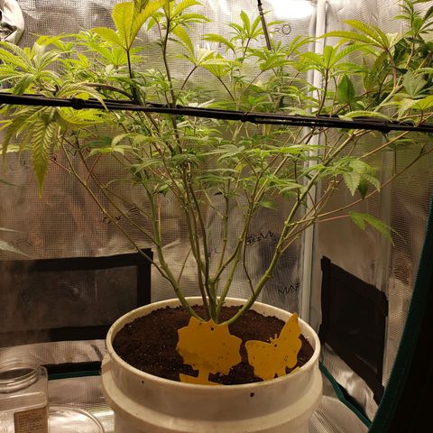 Geloctane  growlog photo: Trying trellis netting 
