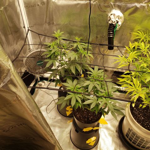 Geloctane  growlog photo: Trying trellis netting 