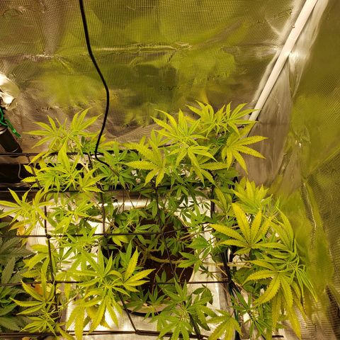 Geloctane  growlog photo: Trying trellis netting 